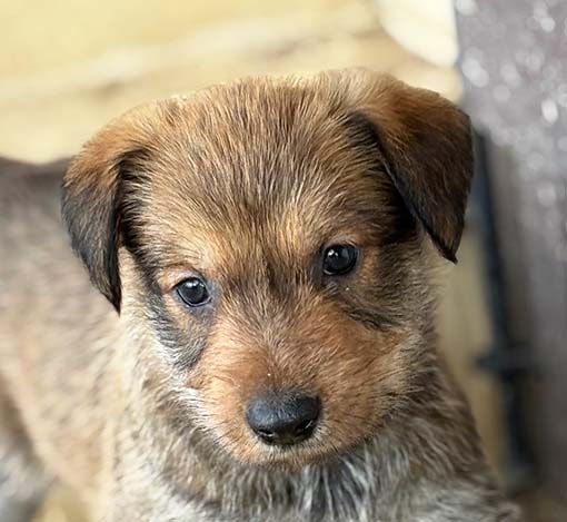 Highlands Phantom - Chiots disponibles - Berger de Picardie