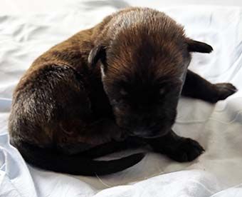 Highlands Phantom - Chiots disponibles - Berger de Picardie