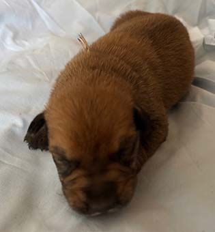 Highlands Phantom - Chiots disponibles - Berger de Picardie
