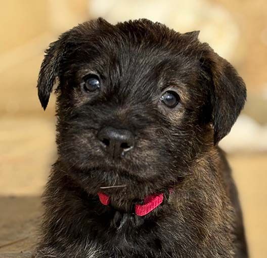 Highlands Phantom - Chiots disponibles - Berger de Picardie