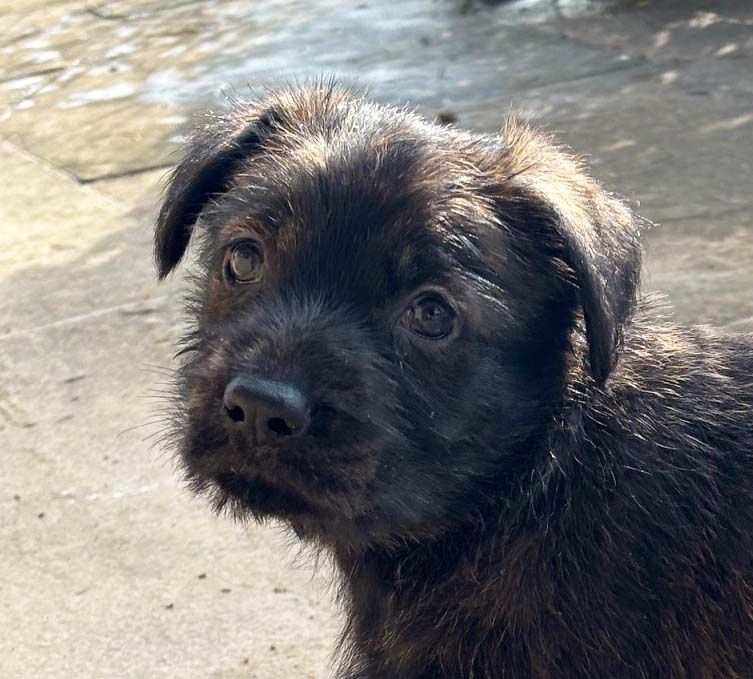 Highlands Phantom - Chiots disponibles - Berger de Picardie