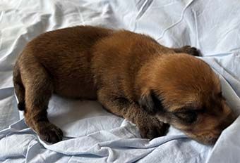 Highlands Phantom - Chiots disponibles - Berger de Picardie