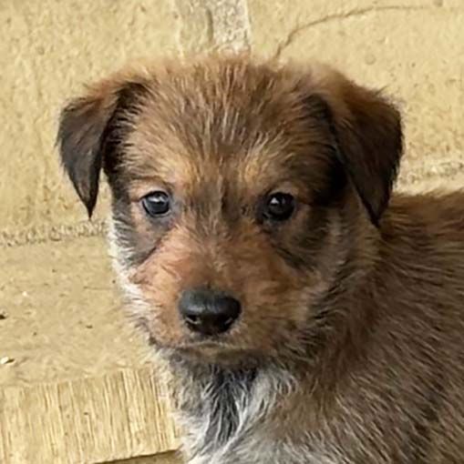 Highlands Phantom - Chiots disponibles - Berger de Picardie