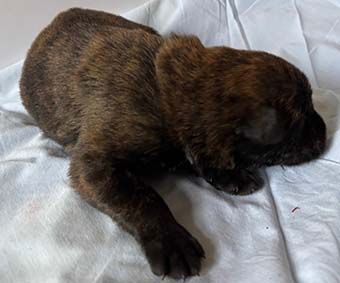 Highlands Phantom - Chiots disponibles - Berger de Picardie