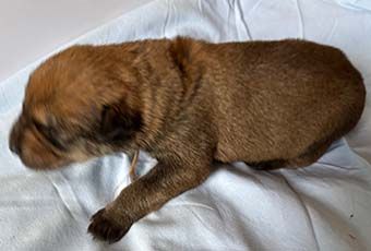 Highlands Phantom - Chiots disponibles - Berger de Picardie